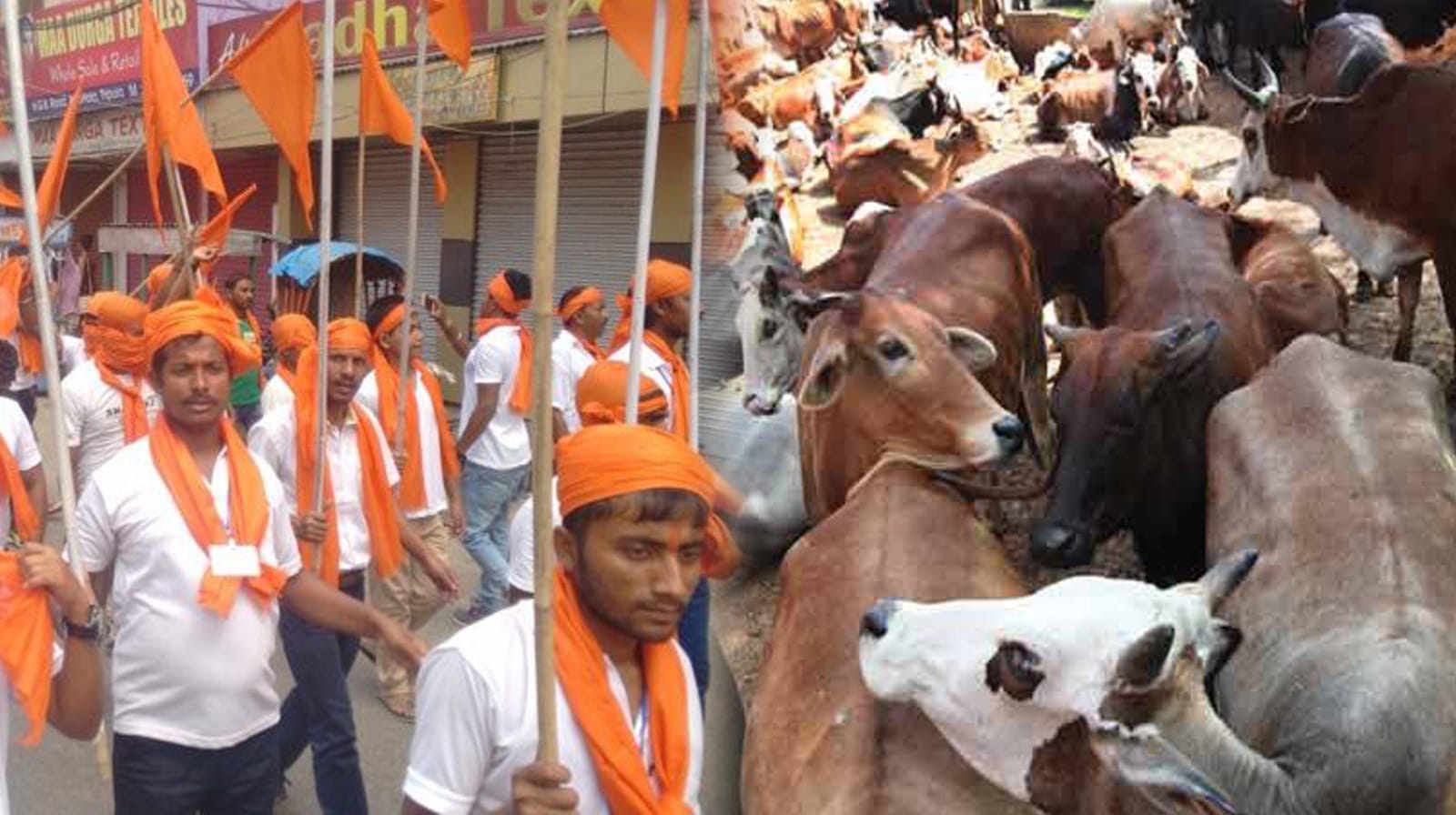 دن میں گائے کے لئے احتجاج، رات میں گائے کی اسمگلنگ
