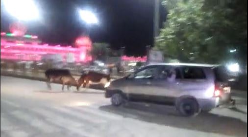 سانڈوں نے روکا وزیر اعظم کا قافلہ، انتظامیہ حیران و پریشان