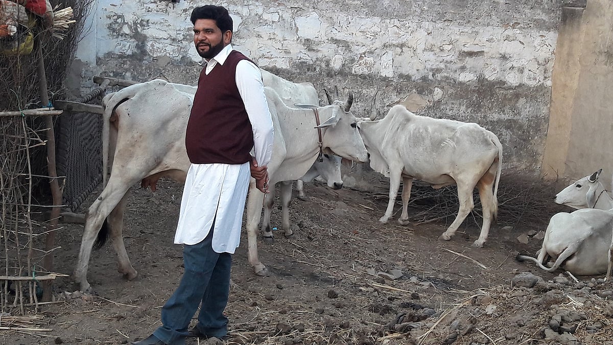 میوات: موب لنچنگ کے ذریعہ دودھ کا کاروبار تباہ کرنے کی سازش 