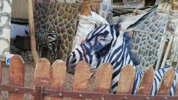 مصر کے چڑیا گھر میں گدھے کو بنایا زیبرا