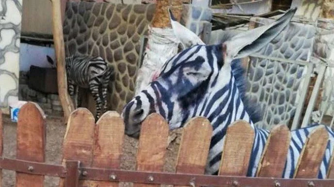 تصویر سوشل میڈیا