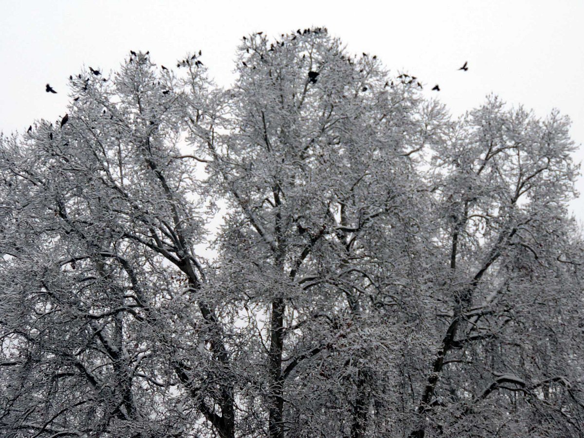 وادی کشمیر میں تازہ برف باری، معمولات زندگی درہم برہم
