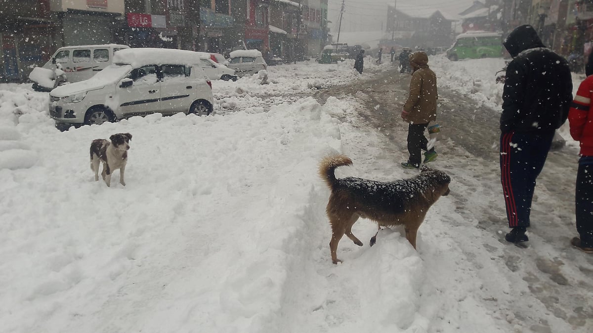 خطہ جموں کے بھدرواہ میں برفباری کا منظر، یو این آئی