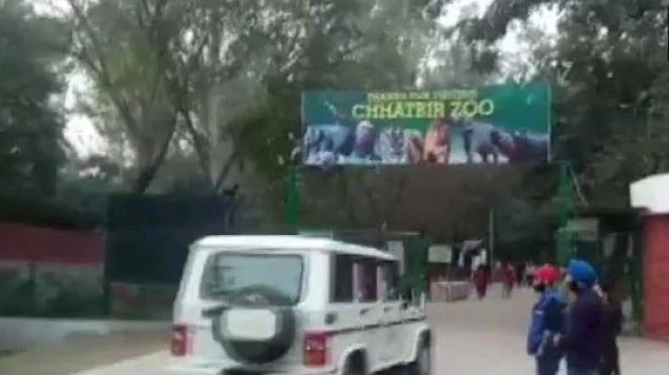 پنجاب: چڑیا گھر میں شیروں نے لی ایک شخص کی جان، خوفناک منظر دیکھ کر سہم گئے لوگ