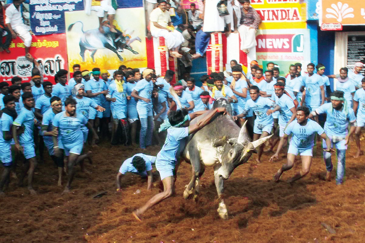 تمل ناڈو میں جلی کٹو تہوار دھوم دھام سے منایا گیا