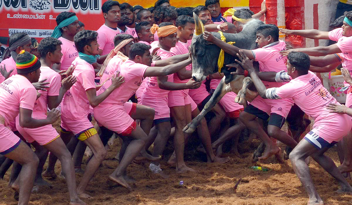 تمل ناڈو میں جلی کٹو تہوار دھوم دھام سے منایا گیا