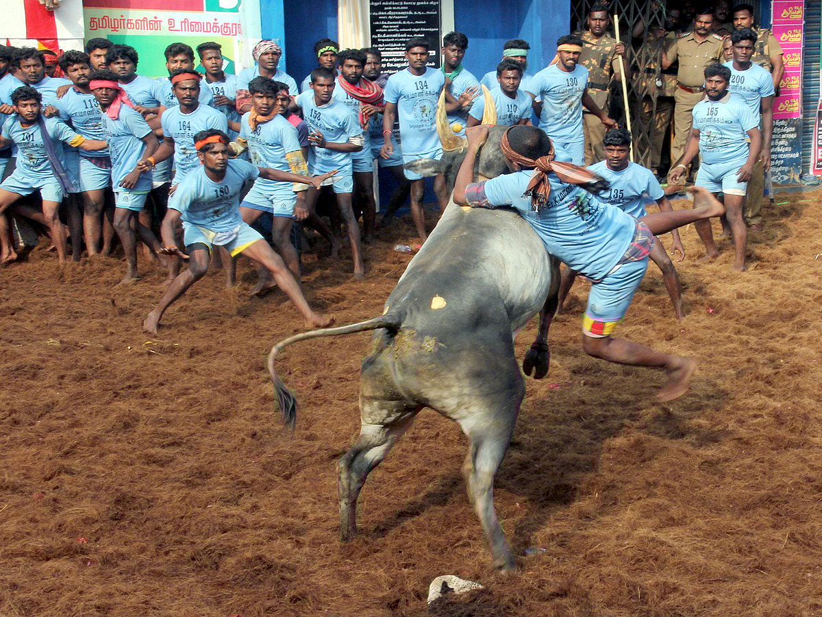 تمل ناڈو میں جلی کٹو تہوار دھوم دھام سے منایا گیا