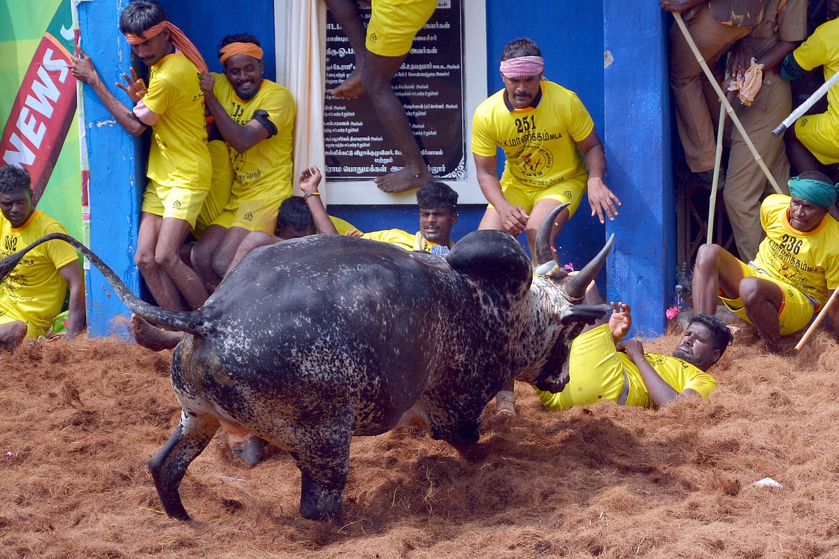 جوکھم سے بھرے تفریحی کھیل ’جلّی کٹّو‘ میں 7 لوگوں کی موت، 220 دیگر زخمی، 2 بیلوں کی بھی ہوئی موت