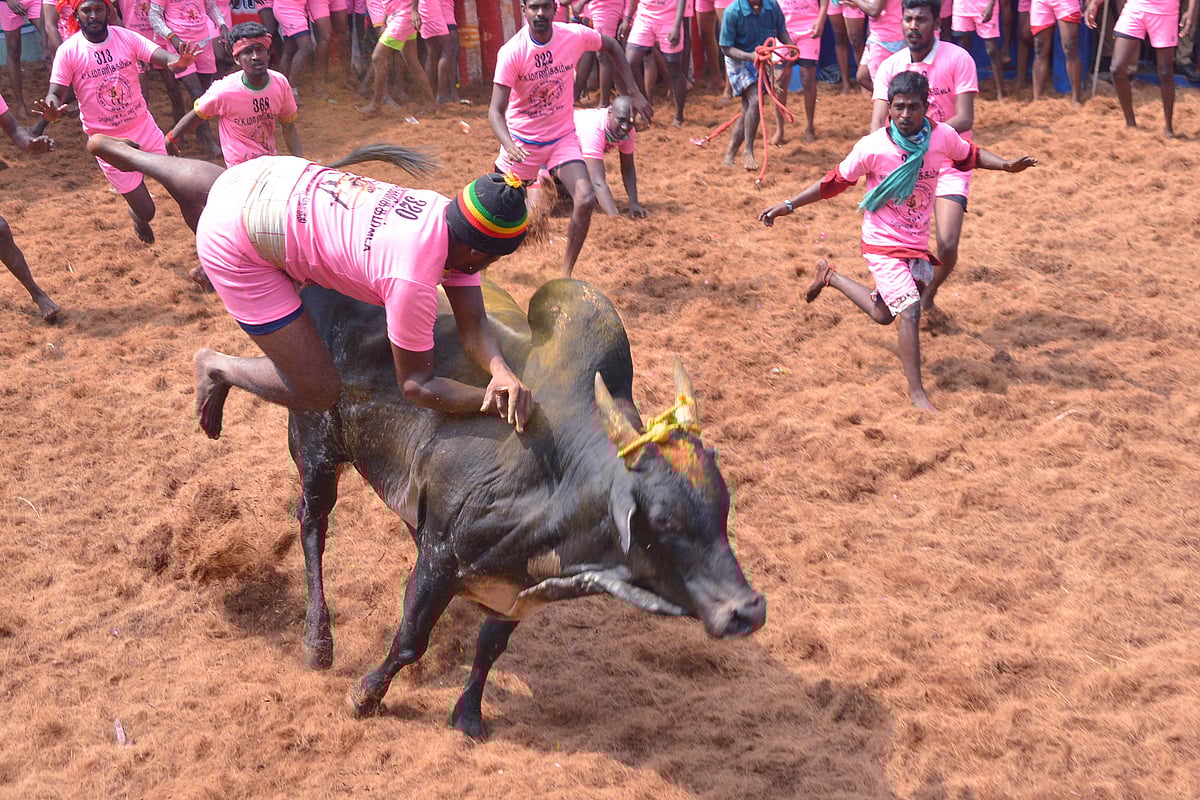 تمل ناڈو میں جلی کٹو تہوار دھوم دھام سے منایا گیا