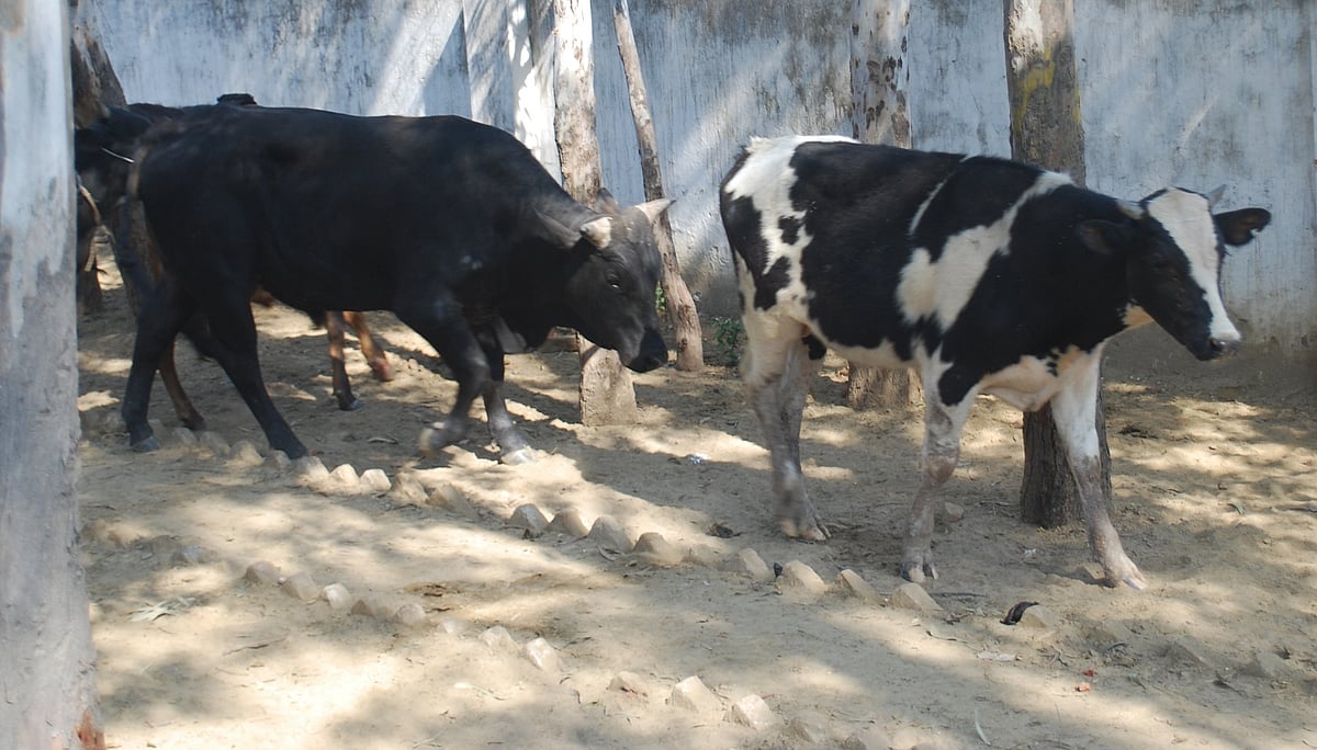 یو پی: پریشان کسانوں نے گایوں کو پہنچایا اسکول، طلبا باہر پڑھائی کرنے پر مجبور