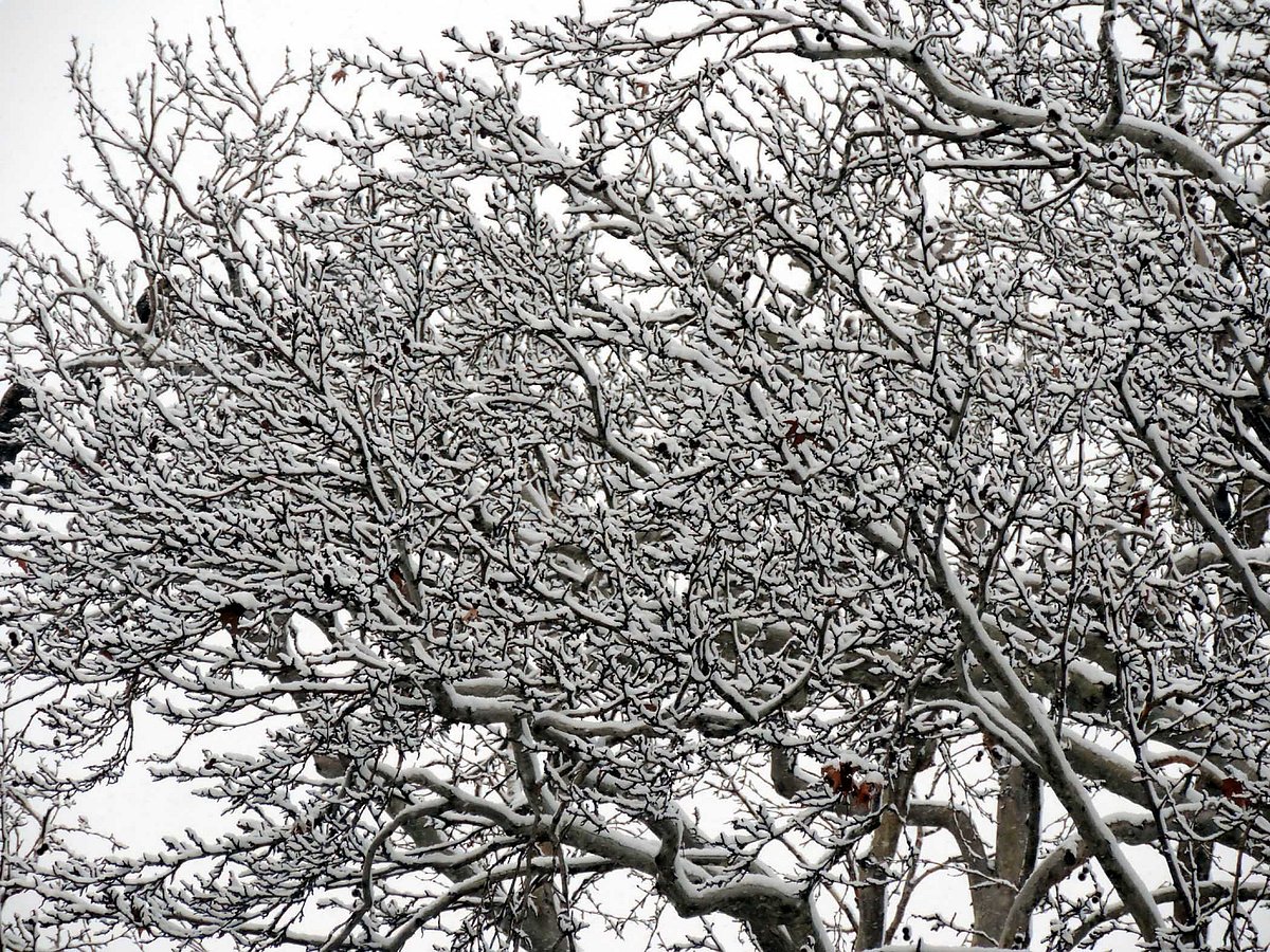 وادی کشمیر میں تازہ برف باری، معمولات زندگی درہم برہم