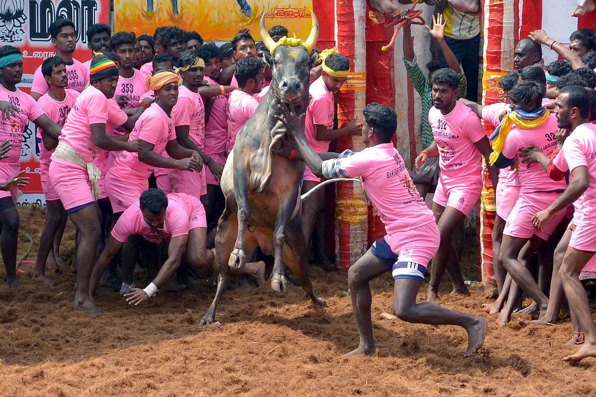 تمل ناڈو میں جلی کٹو تہوار دھوم دھام سے منایا گیا