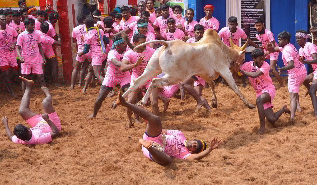 تمل ناڈو میں جلی کٹو تہوار دھوم دھام سے منایا گیا