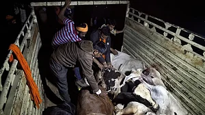 ہندوستان کے مسلمان گئو رکشکوں کے نشانے پر:  ہیومن رائٹس واچ