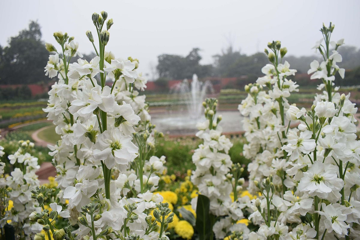 دہلی: 4 فروری سے کھلے گا ’راشٹرپتی بھون‘ میں واقع ’مغل گارڈن‘