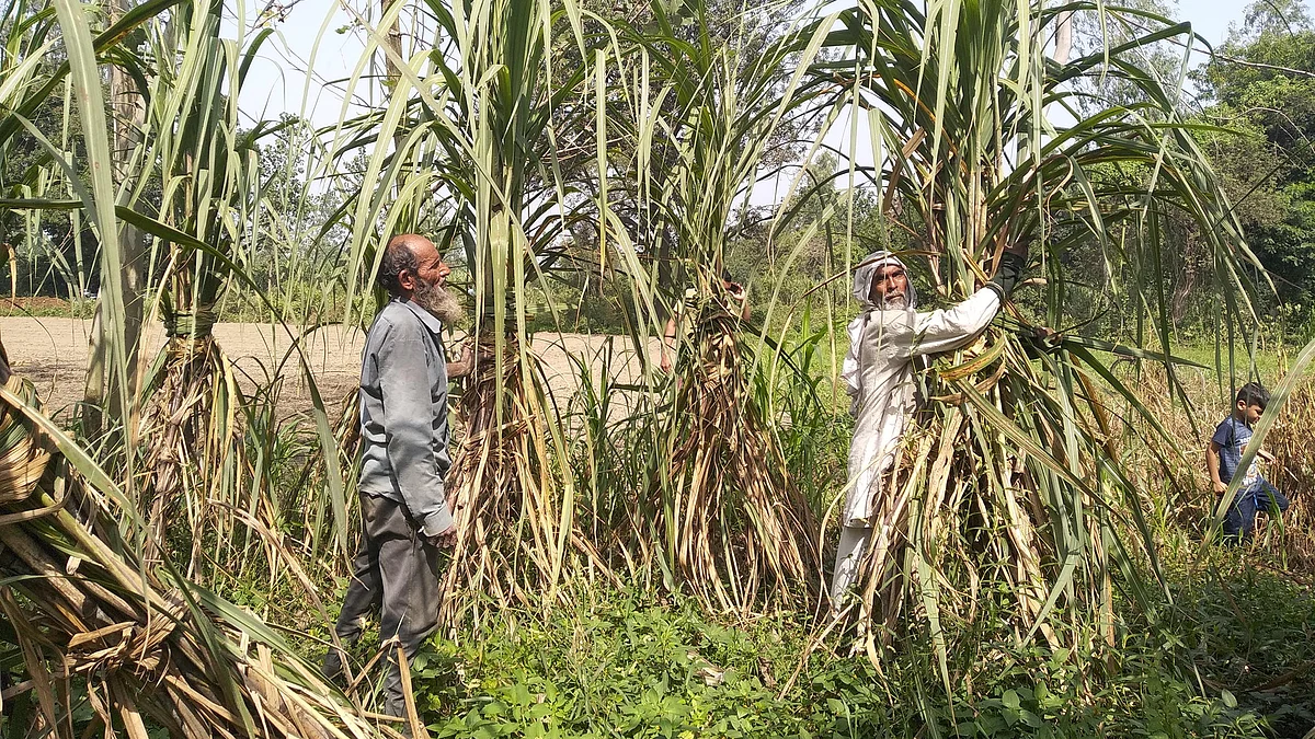 تصویر آس محمد