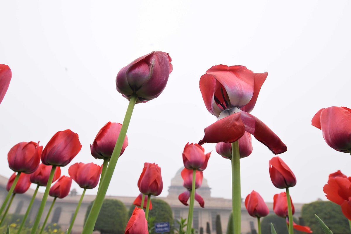 دہلی: 4 فروری سے کھلے گا ’راشٹرپتی بھون‘ میں واقع ’مغل گارڈن‘