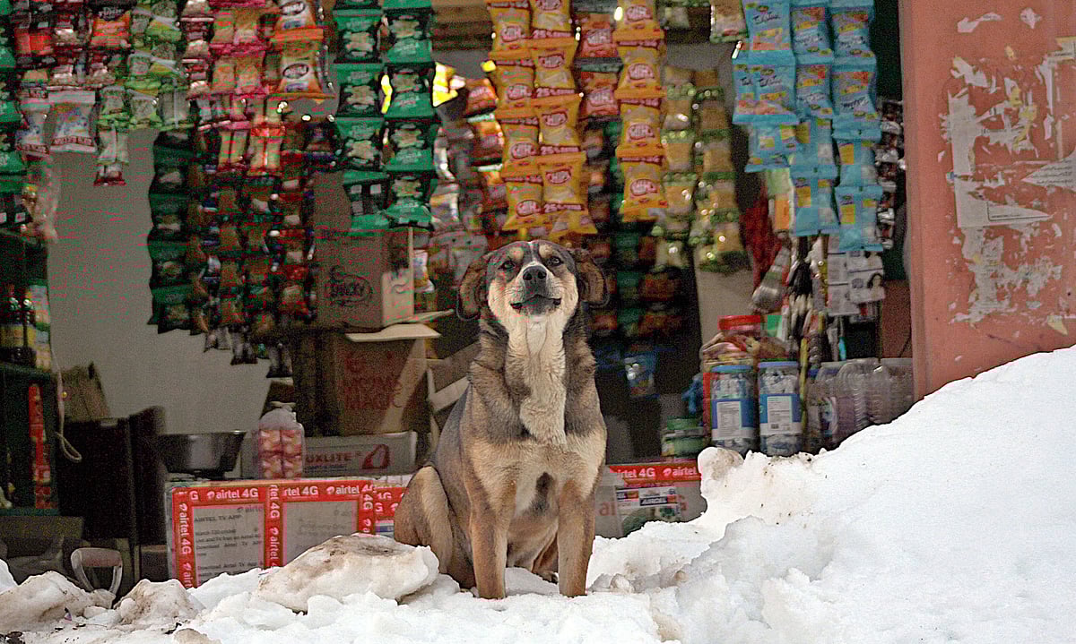 کشمیر: برفانی تودے کی وجہ سے زندہ دفن افراد میں سے آٹھویں فرد کی لاش بر آمد