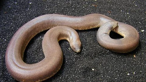 تصویر سوشل میڈیا