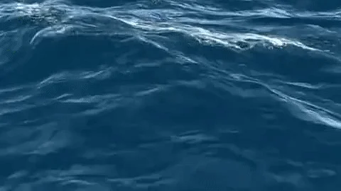 تصویر سوشل میڈیا