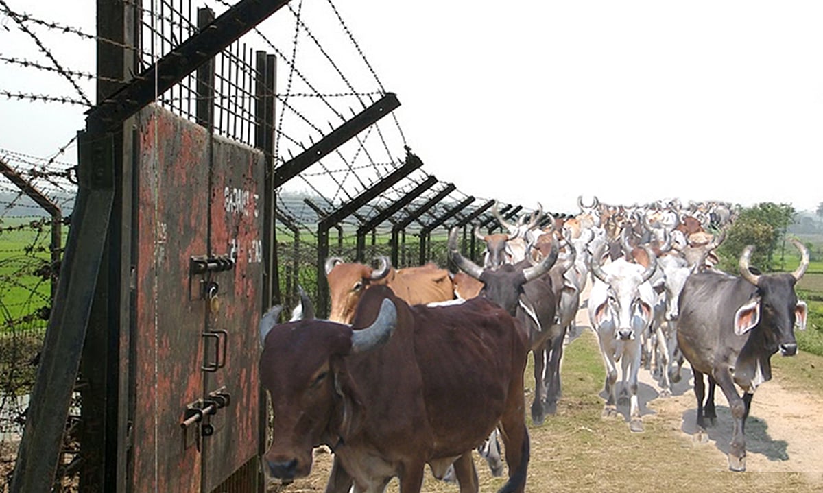 بنگلہ دیش میں ہندوستان سے مویشی لانے پر پابندی لگانے کی تیاری
