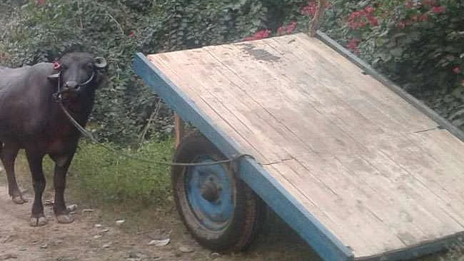 تصویر سوشل میڈیا