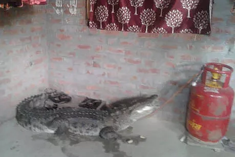 کچن میں مگر مچھ کو دیکھ پورے کنبے کی حالت خراب ہوگئی
