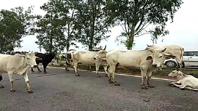 تصویر سوشل میڈیا