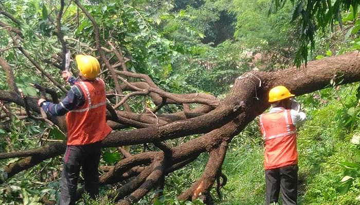 ممبئی: درخت کاٹنے کے خلاف سڑکوں پر اترے لوگ، 200 مظاہرین حراست میں