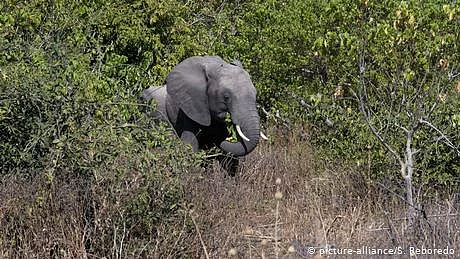چھ جنگلی ہاتھی ایک دوسرے کو بچانے کی کوشش میں ہلاک