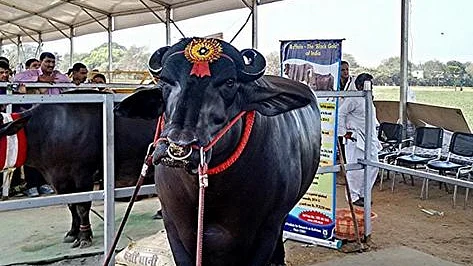 تصویر سوشل میڈیا