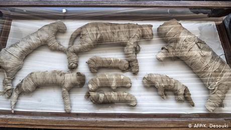 فراعین مصر کے مقدس جانوروں کی نمائش