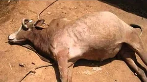 اتر پردیش: گائے کے لیے ’موت کا گھر‘ بنی ’سرکاری گئو شالہ‘، 4 دنوں میں 13 اموات