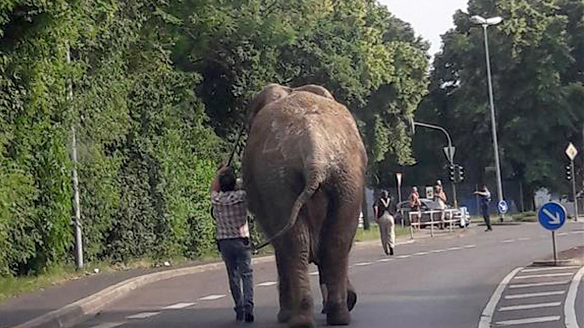 اسپین میں گرمیاں گزار کر ہاتھیوں کا جوڑا واپس سرکس پہنچ گیا