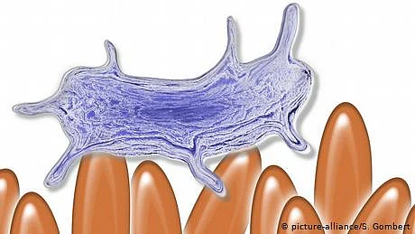 ہم میں سے ہر ایک کے جسم میں بھی تو ایک ’پورا چڑیا گھر‘ ہے