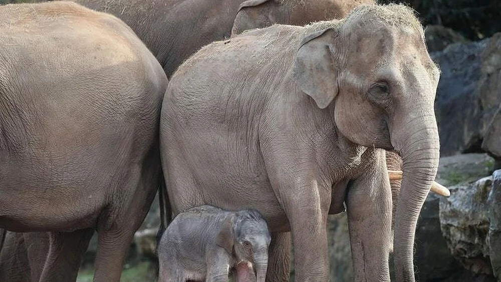 تصویر سوشل میڈیا