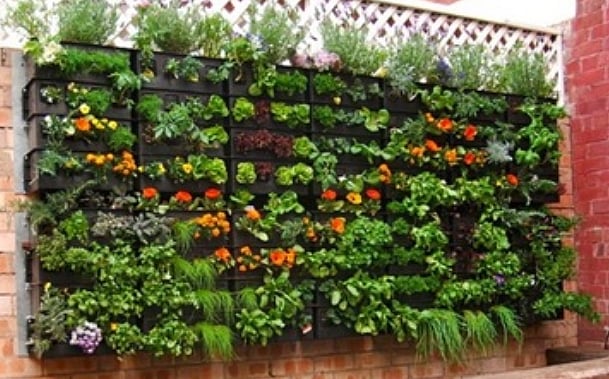 نئی تکنیک: دیوار کے ساتھ سبزیوں کی کاشتکاری