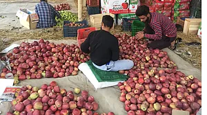 سیب کی صنعت کو برباد ہونے سے بچانے کے لئے سیب خریدیں، سوشل میڈیا مہم