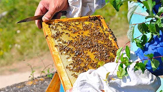 تصویر سوشل میڈیا