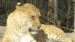 تصویر سوشل میڈیا