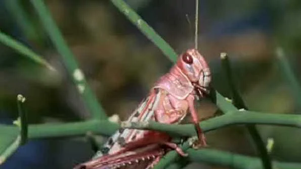 تصویر سوشل میڈیا