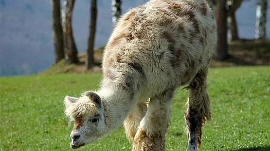 تصویر سوشل میڈیا