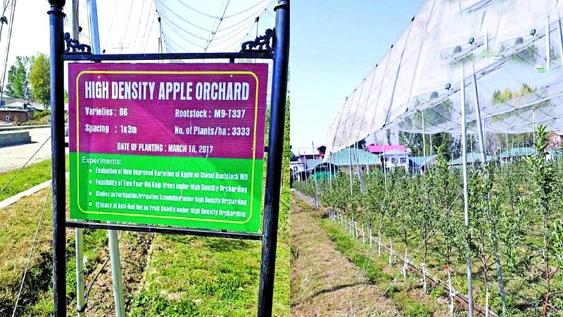 تصویر سوشل میڈیا