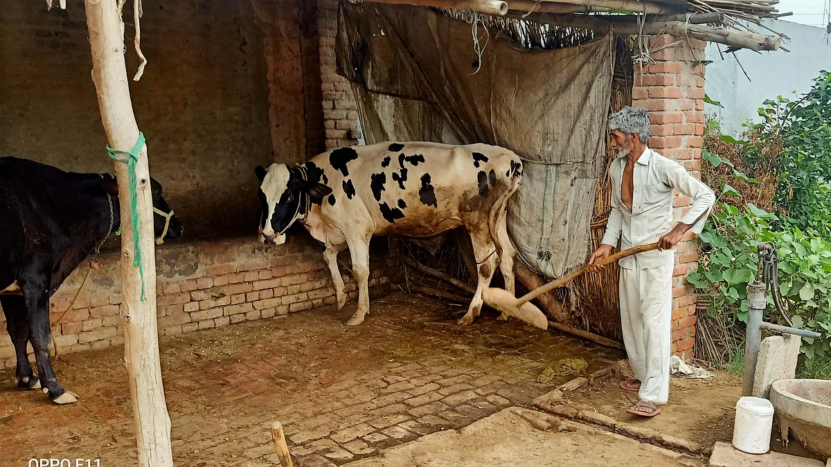 تصویر آس محمد کیف