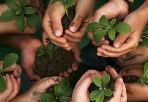 عالمی یومِ ماحولیات: شہروں میں جنگلات کے علاقے کو بڑھانے کے لیے ’نگروَن‘ اسکیم کی شروعات