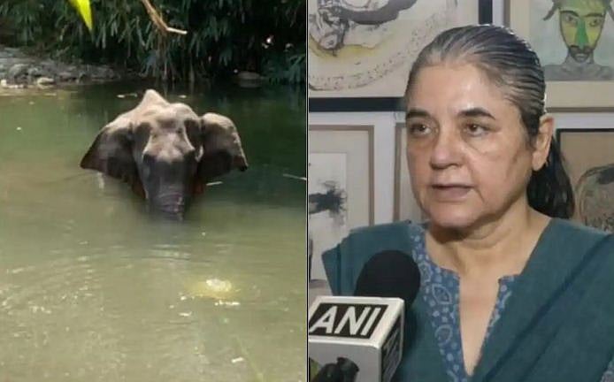 حاملہ ہتھنی کی موت تکلیف دہ، لیکن مینکا گاندھی کا بیان ناقابل قبول: رمیش