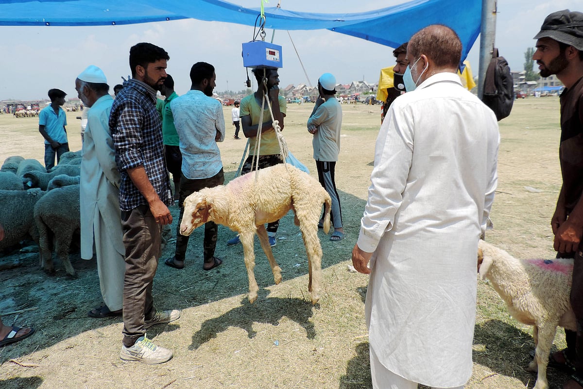 جموں و کشمیر: عیدالضحیٰ کے موقع پر بڑے جانوروں کی قربانی پر پابندی عائد!