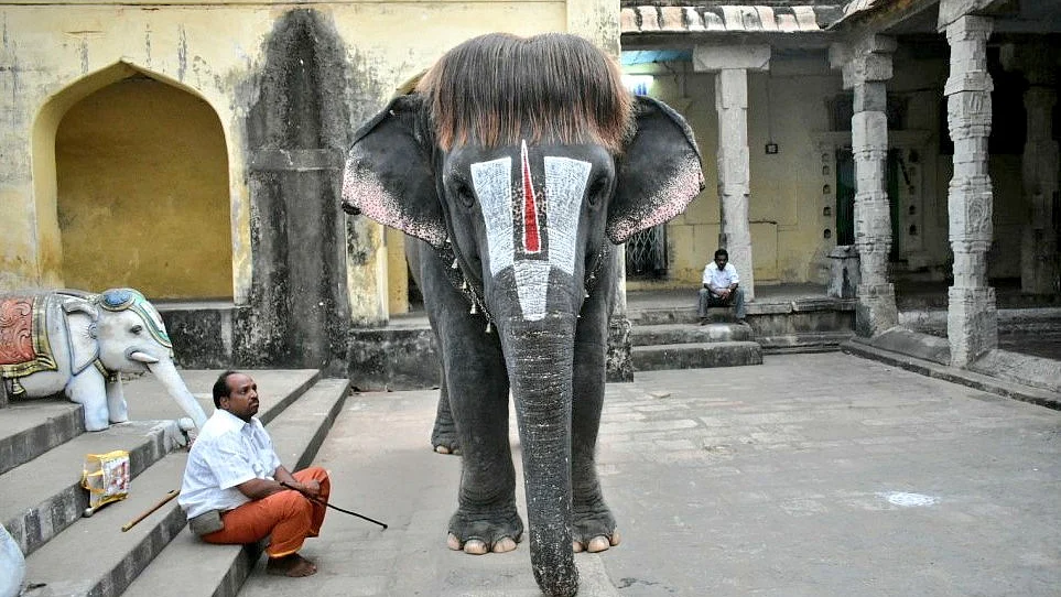 تصویر سوشل میڈیا