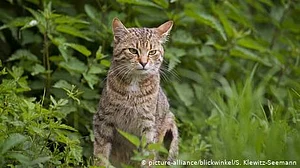 سری لنکا ميں ’اسمگلر بلی‘ سخت نگرانی والی جيل سے فرار