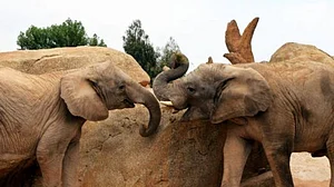 ہاتھیوں اور انسانوں کے درمیان تصادم روکنے میں ہوگا شہد کی مکھیوں کا استعمال!